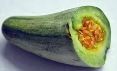 牛角瓜的瓜瓤可以吃吗,可食用之谜揭晓
