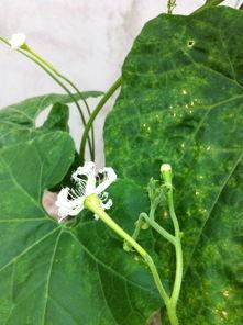 会吃瓜的花,揭秘娱乐圈背后的秘密花园