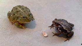 蛤蟆路边吃瓜,揭秘街头百态