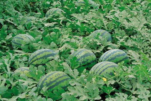 蛇藤瓜怎么吃,探索美味与营养的完美结合